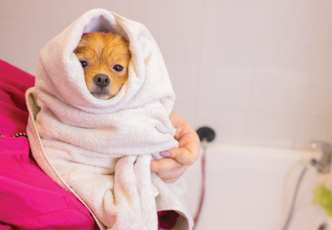 犬まとめ,犬,乾燥肌,保湿