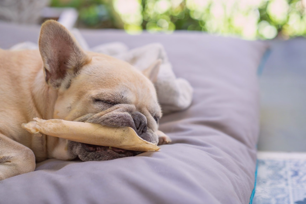 犬まとめ,デンタルケア