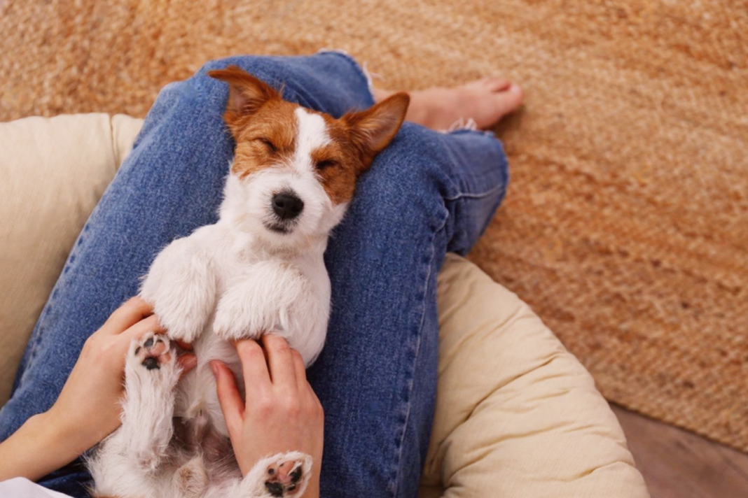 犬まとめ,マイルール,クセ