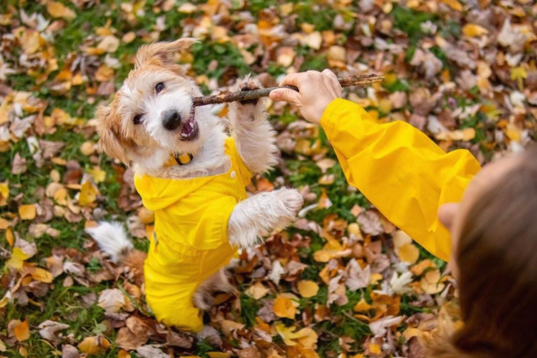 犬まとめ,雨の日,過ごし方