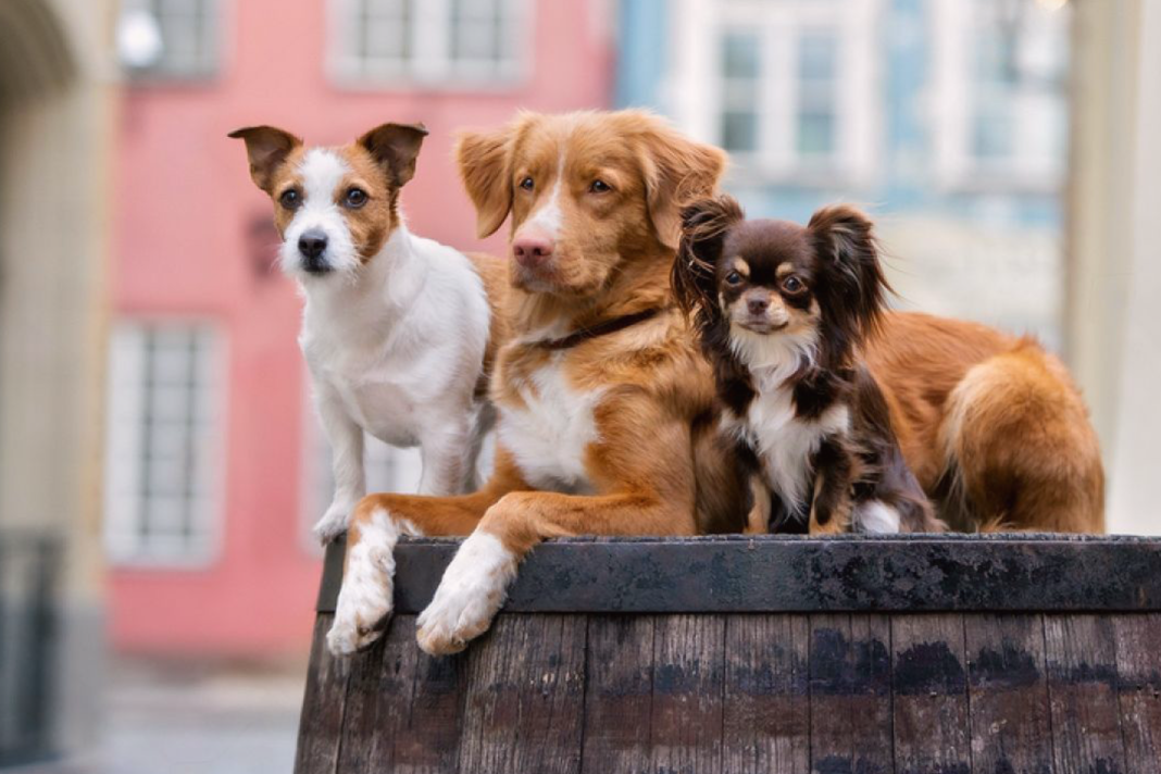 犬まとめ,大型犬,小型犬