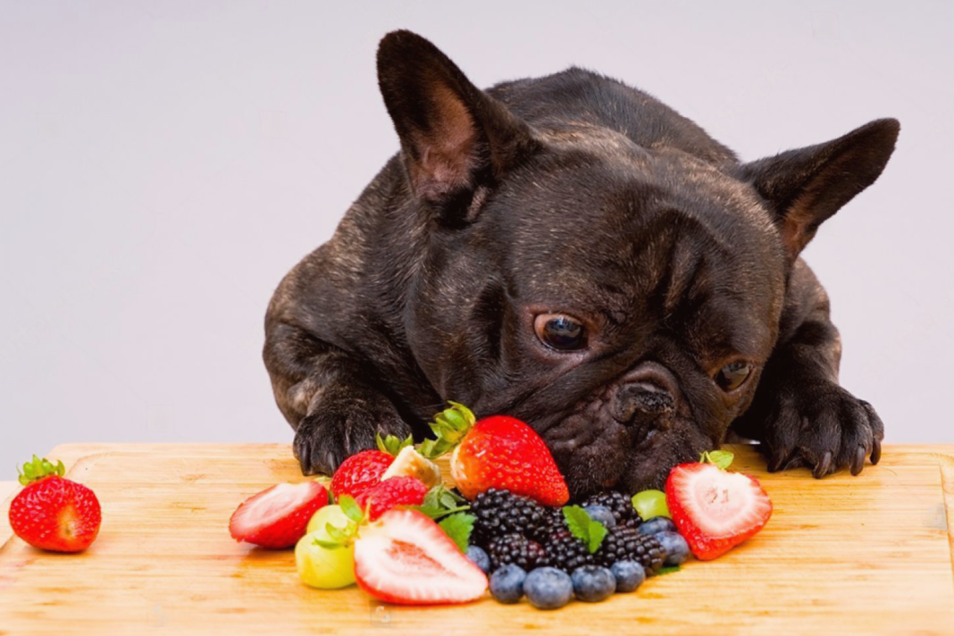 犬まとめ,果物,食べていい