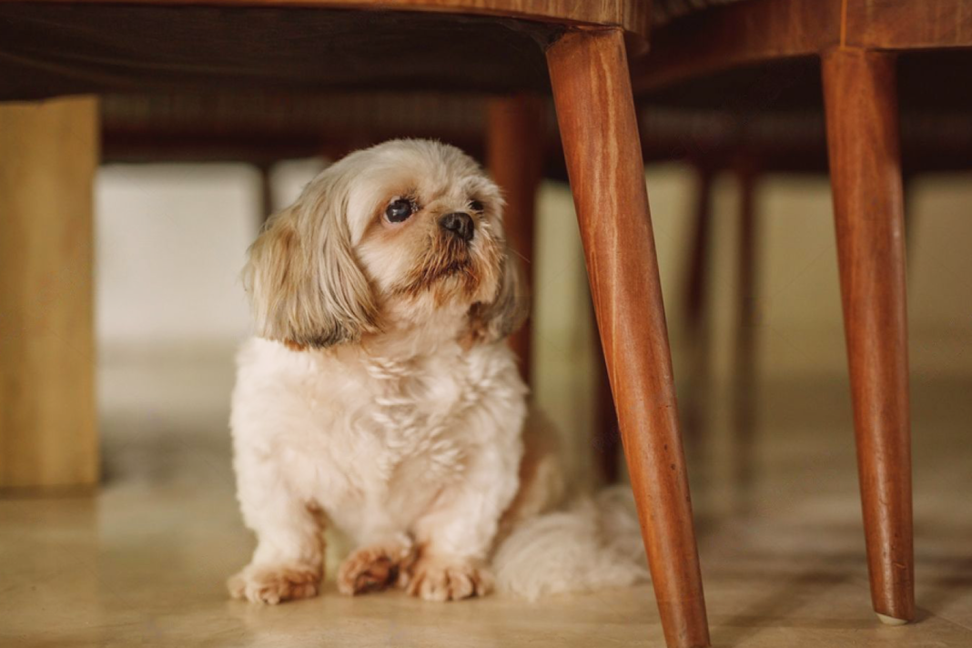 犬まとめ,犬,災害,避難