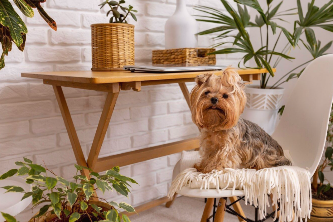 犬まとめ,犬,観葉植物