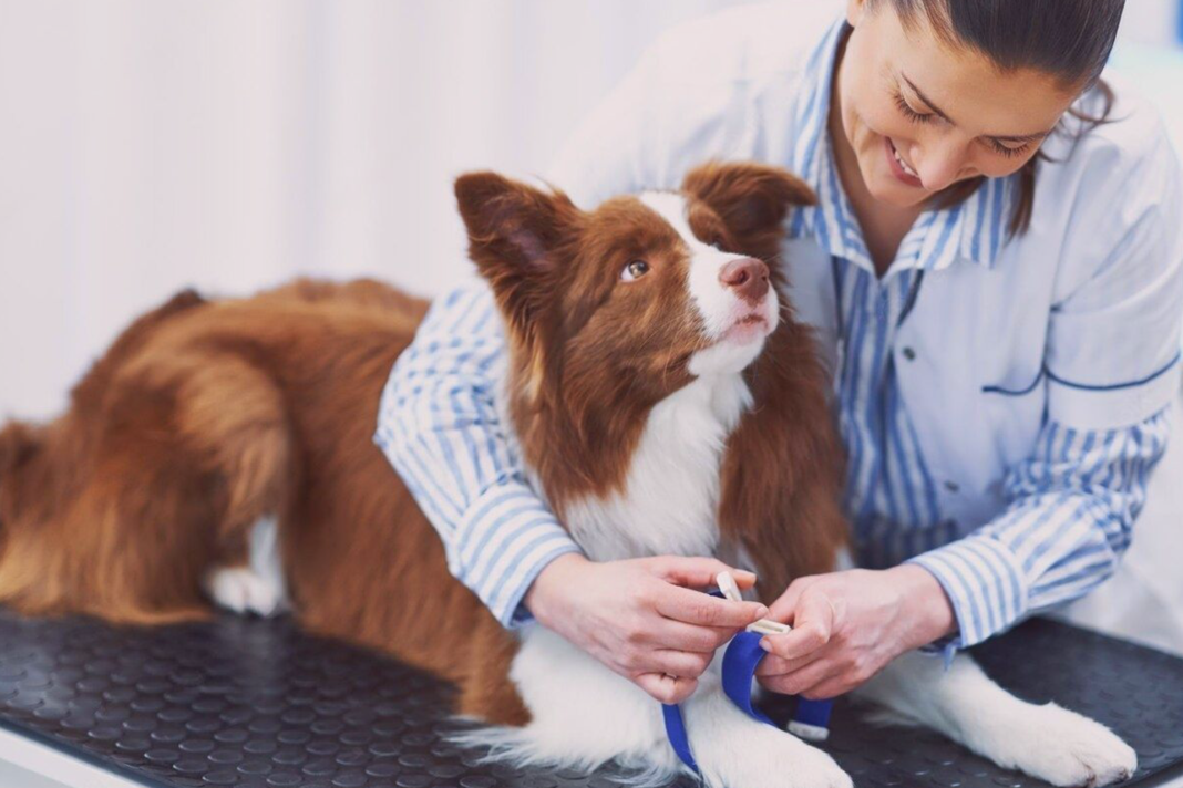 犬まとめ犬供血犬献血