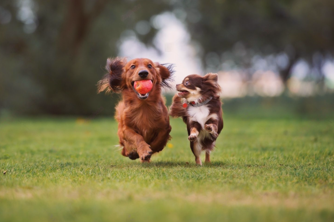 犬まとめ,犬,犬友,犬見知り