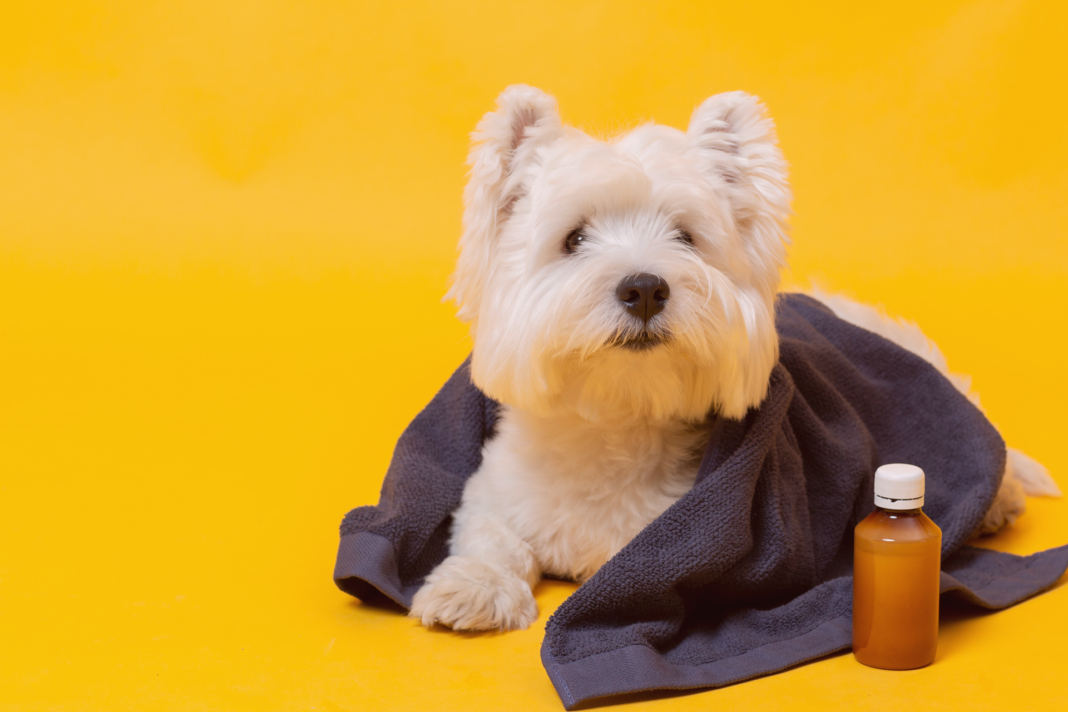 犬まとめ,犬,治療,出血