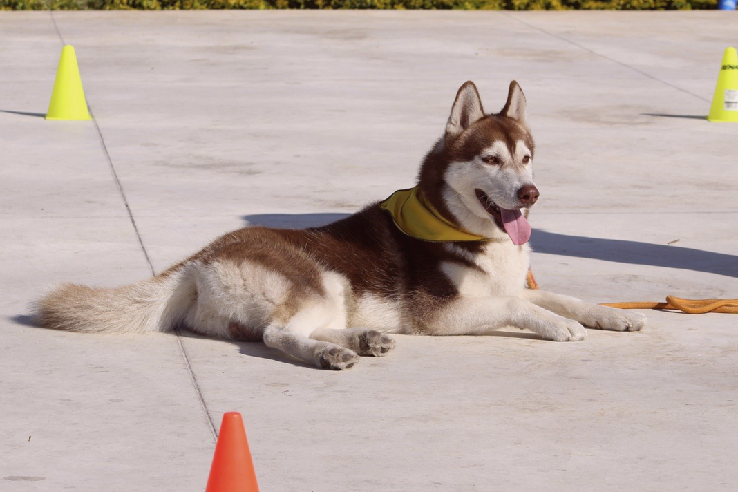 犬まとめ,犬,しつけ教室,躾,