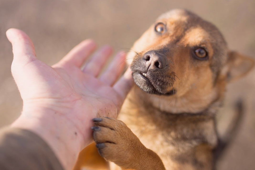 犬まとめ,犬,保護活動,手軽,気軽,