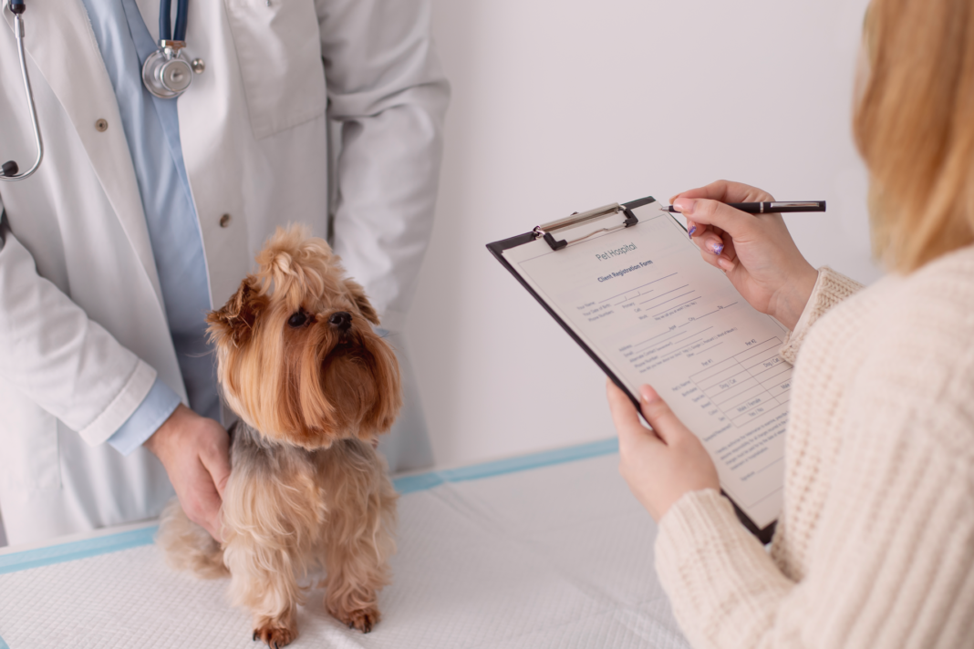 犬まとめ,犬,動物病院,比較