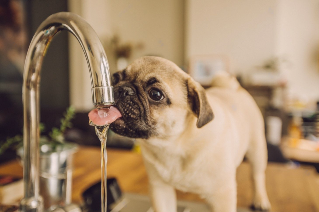 犬まとめ,犬,水