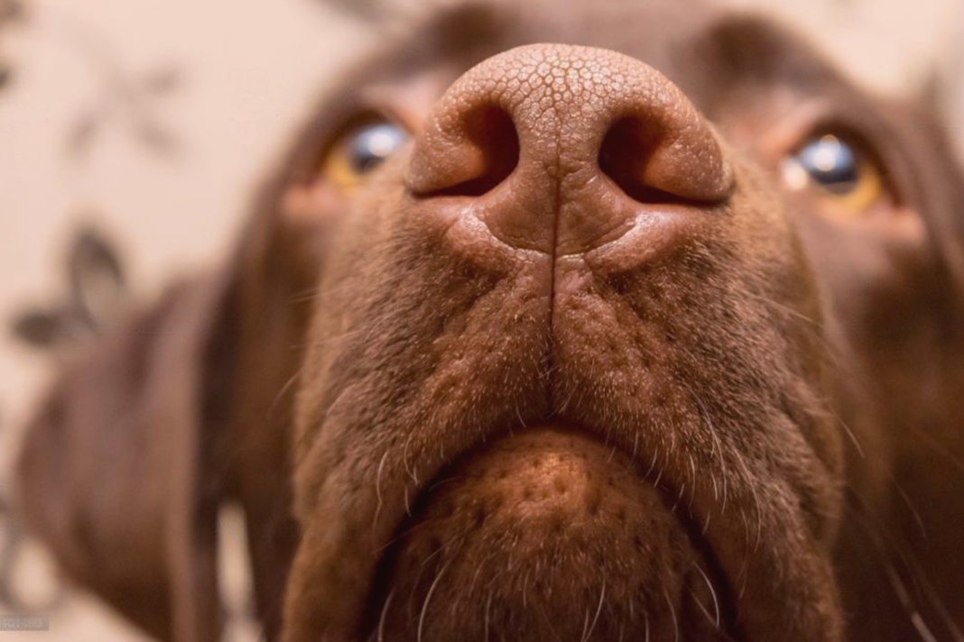 犬まとめ,犬,鼻血,診察,