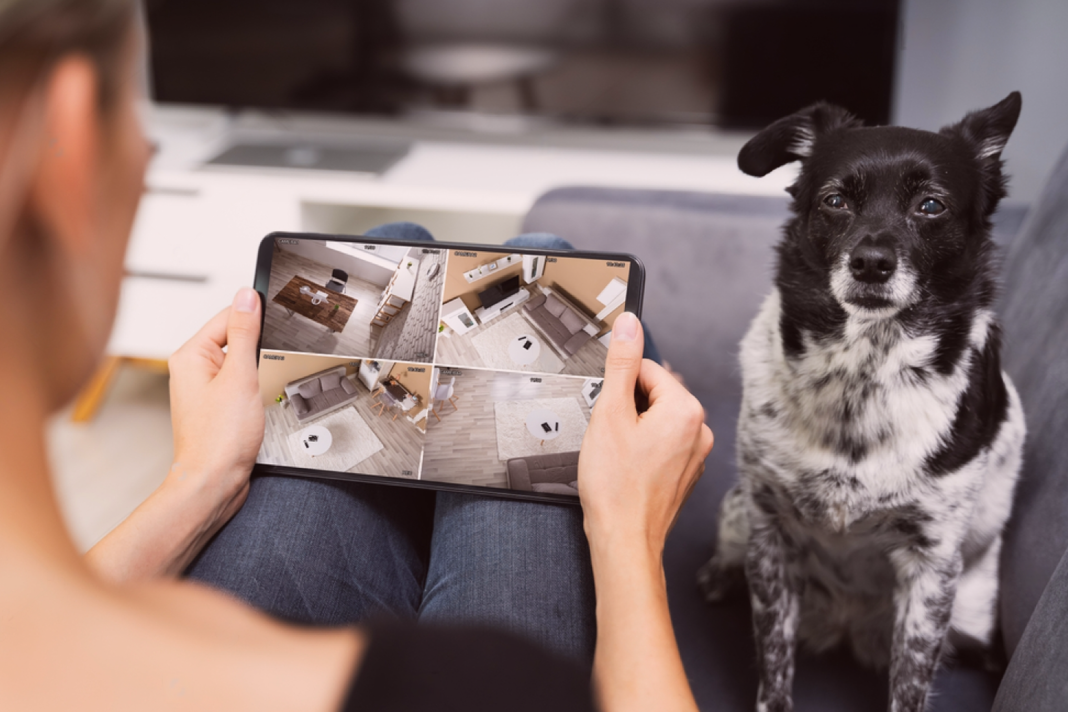 犬まとめ,犬,ペットカメラ,お留守番