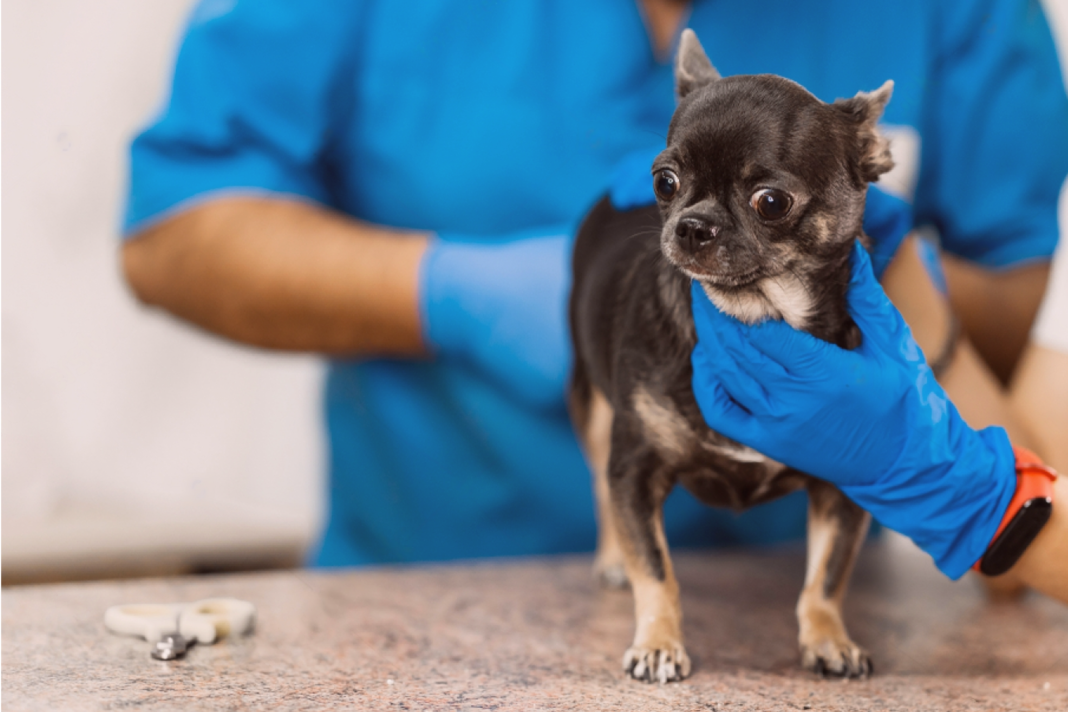 犬まとめ,犬,肛門線,肛門絞り,ケア