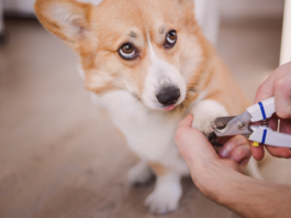 犬まとめ,犬,爪切り,嫌がる,嫌い,暴れる,悩み