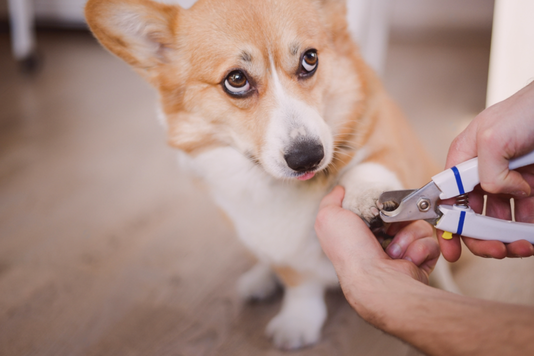 犬まとめ,犬,爪切り,嫌がる,嫌い,暴れる,悩み